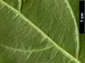 SpeciesSub: subsp. melanotricha